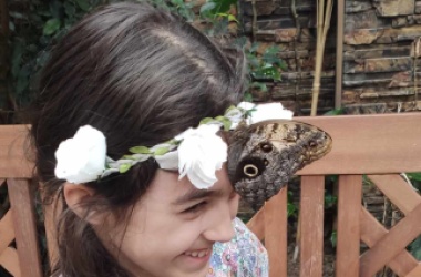 Papilonie a Moravské zemské muzeum Brno