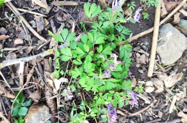 ŽIVÁ ŠKOLNÍ ZAHRADA - Jarní údržba březen 2024