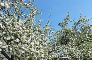 ŽIVÁ ŠKOLNÍ ZAHRADA - Jarní údržba duben 2024