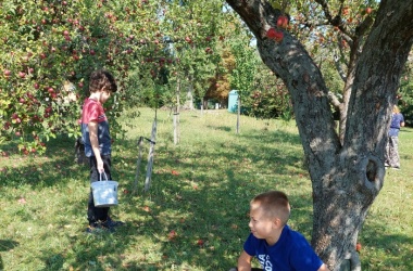 ŽIVÁ ŠKOLNÍ ZAHRADA - Tradiční sběr jablek