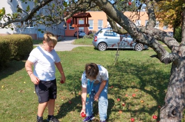 ŽIVÁ ŠKOLNÍ ZAHRADA - Tradiční sběr jablek