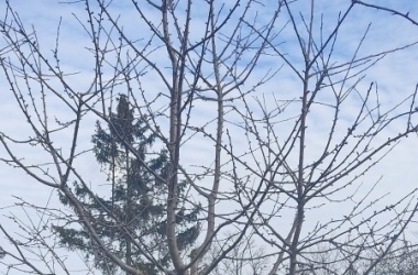 ŽIVÁ ŠKOLNÍ ZAHRADA - Údržba zahrady leden a únor 2025