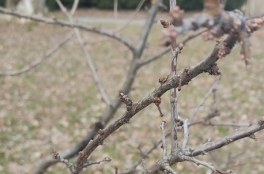 ŽIVÁ ŠKOLNÍ ZAHRADA - Údržba zahrady leden a únor 2025